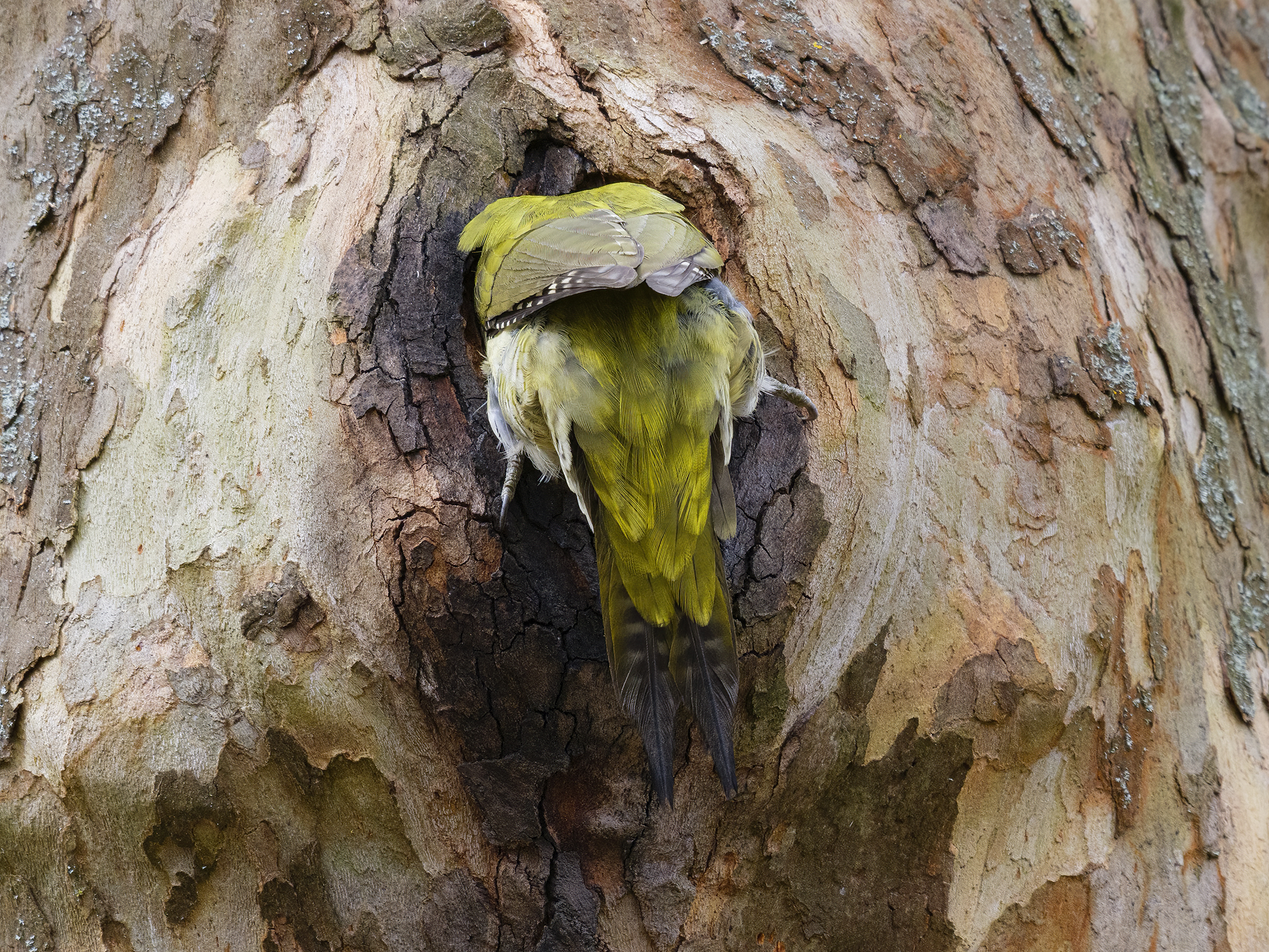Vögel